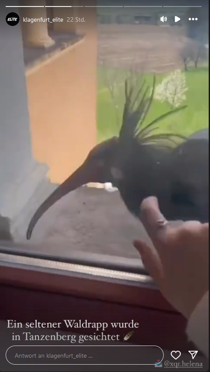 „Wer bist denn du?“: Seltener Vogel klopft in Kärnten ans Fenster einer ...